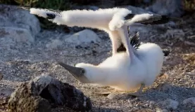 A baby booby stretching his wings