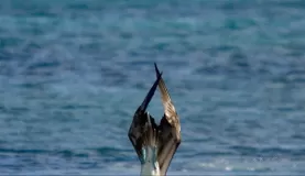 A blue footed booby dives for food off the Galapagos coast