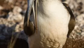 Booby with eggs