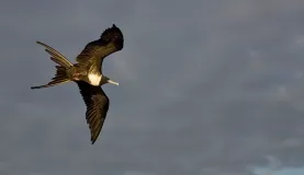Frigate bird in the Galapagos