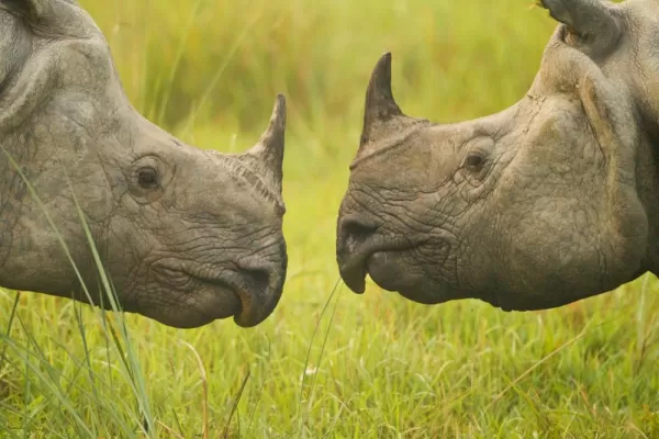 Wild Rhinoceros