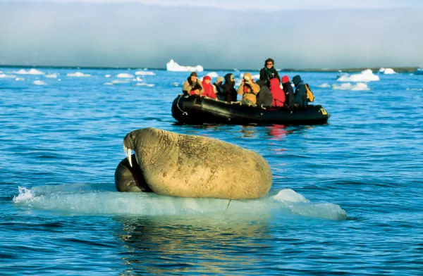 A walrus floats on the ice