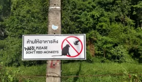 Please don't feed the monkeys!