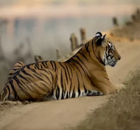 Tiger Viewing in National Park