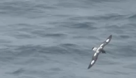 A Cape Petrel...this is the best I get with my cheap camera