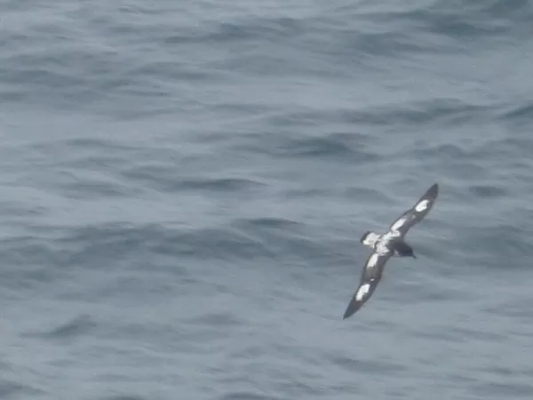 A Cape Petrel...this is the best I get with my cheap camera