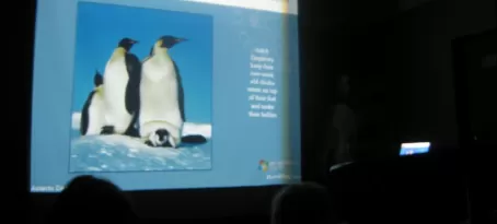 A lecture on penguins...very informative