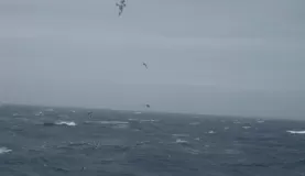 More birds following the boat!