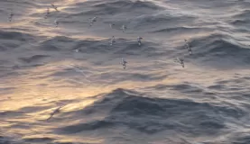 Birds over the waves