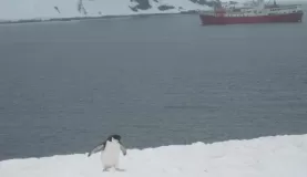 A Chinstrap Penguin