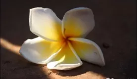 Flowers of Southeast Asia