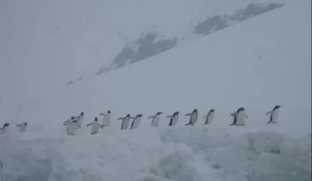 I loved watching how the penguins truly marched in lines