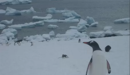 A Gentoo Penguin on Half Moon Island