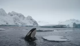 Orcas!