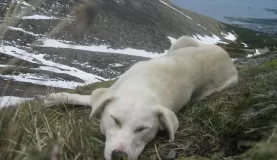 A stray dog just hanging out near the top.
