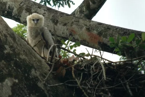 Endangered Eagle Harpy in hides in Guyana\'s rainforests