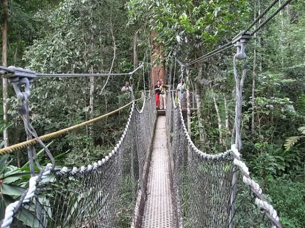 Suspension bridge in the jungle