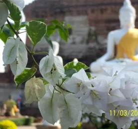 Buddha statue
