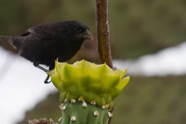 (San Cristobal) Cactus Ground Finch & Prickly Pear Cactus