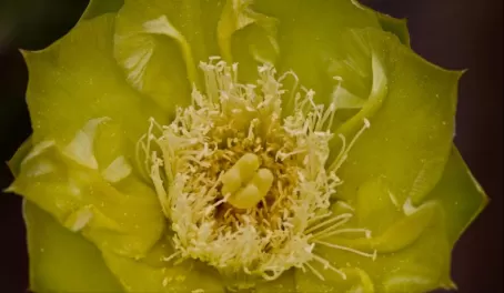 (San Cristobal) Prickly Pear Cactus flower