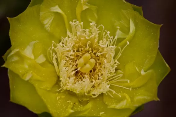 (San Cristobal) Prickly Pear Cactus flower