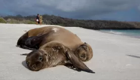 (Espanola) Sea Lion and her pup