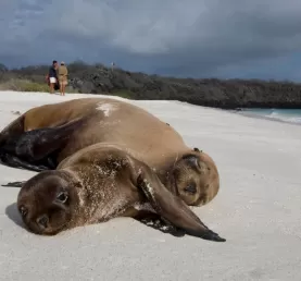 (Espanola) Sea Lion and her pup