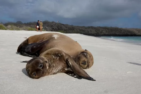 (Espanola) Sea Lion and her pup