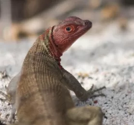 (Espanola) Lava Lizard