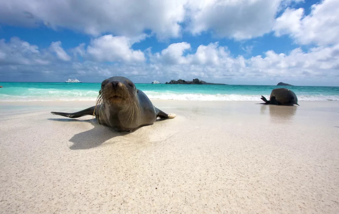 Sea lion coming in from a swim