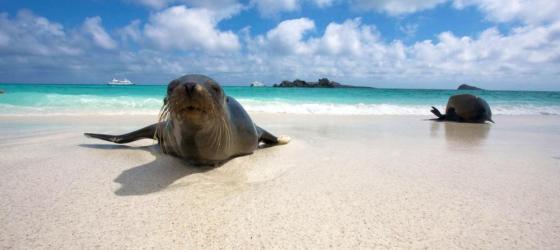Sea lion coming in from a swim