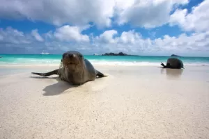 Sea lion coming in from a swim