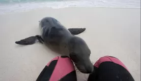 (Espanola) Sea Lion checking me out!