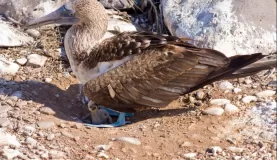 Blue Footed Booby shading her chick on Espanola Island