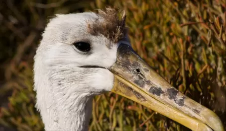 Waved Albatross "teenager" on Espanola Island