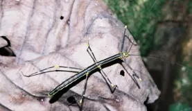 Odd bug
