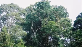 The beautiful Amazon