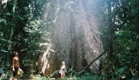 Large tree in the Amazon