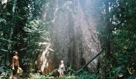 Large tree in the Amazon