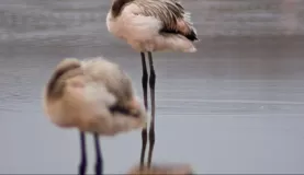 (Floreana) Flamingo "teenagers"