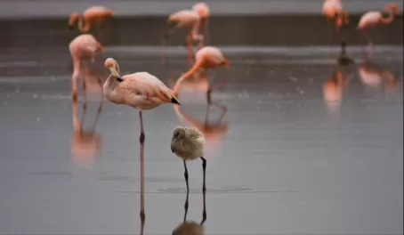 Flamingoes and a flamingo chick.