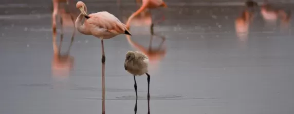 Flamingoes and a flamingo chick.