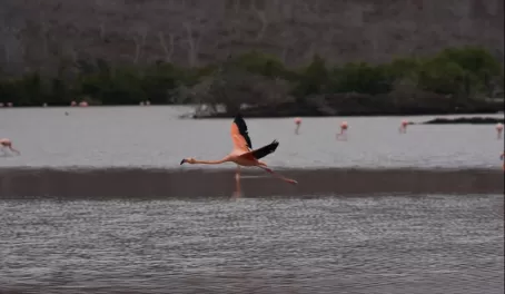 (Floreana) Flamingo in flight