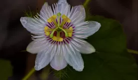 Passion Flower on Floreana Island