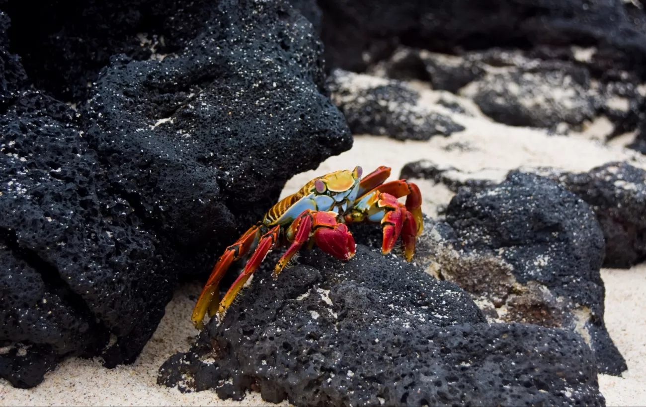 (Floreana) Sally Lightfoot Crab