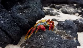 (Floreana) Sally Lightfoot Crab