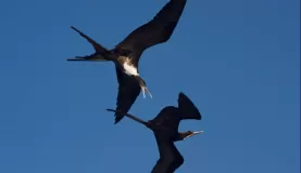 Frigate Birds off the coast of Floreana Island