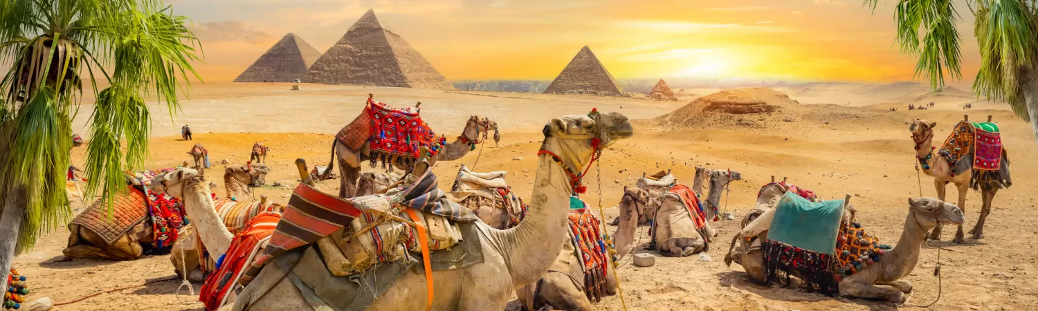 Camel rests near ruins pyramids of Egypt