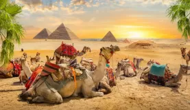 Camel rests near ruins pyramids of Egypt