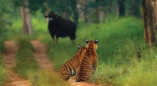 Bandipur Wildlife